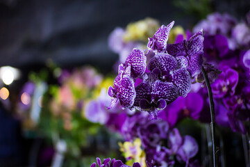 a collection of colorful orchid flowers looks so beautiful