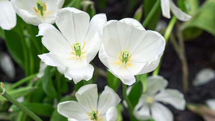 white spring flowers