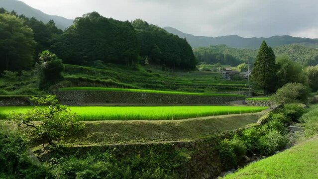 Rising over vibrant green rice in terraced fields by small mountain village