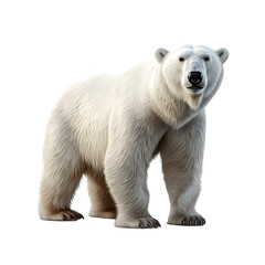 Polar bear isolated on white png background - obrazy, fototapety, plakaty