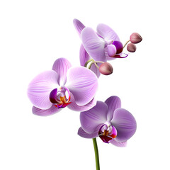Violate orchid isolated on white png transparent background