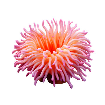 Sea anemone without png transparent background