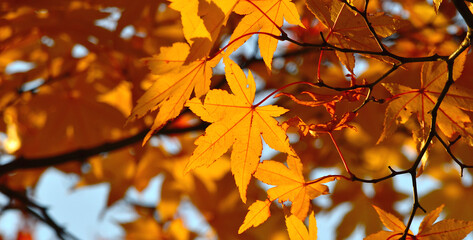 A close-up shot of an orange maple leaf lit by sunlight showing off its pattern and color.