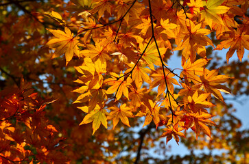 Beautiful orange maple leaves on autumn morning with sunlight.