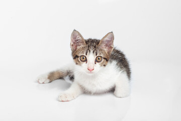 cute happy cat on white background