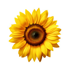 Sunflowers isolated on white png transparent background 