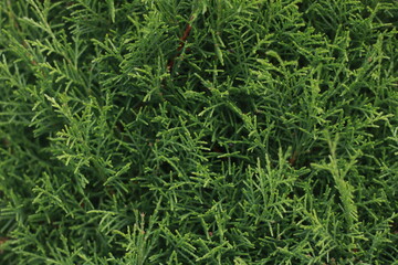 green grass background