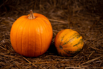 Two orange fresh pumpkin on hay. Thanksgiving day concept with copy space for text