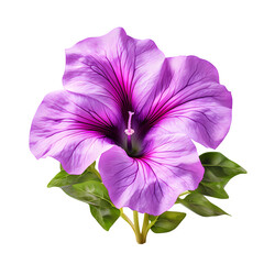 Purple flower isolated on white png transparent background 