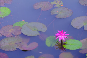 Nature scene of water lily pond, ample copy space on the left, and single stalk of flower above surface of pond at bottom, leaves floating around it. Nature, spa, meditation, tranquility concept