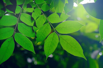 Fototapeta na wymiar Sun shining through the leaves of tree, shot directly from below. Beautiful light and shadows, overlapping translucent patterns of leaves, soft bokeh defocused background. Calming rejuvenating mood