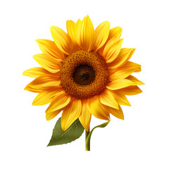 Sunflower isolated on white png background