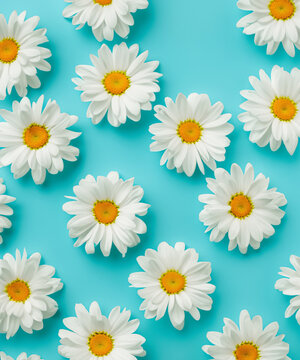 Fresh, white daisies on light pastel blue background. Beautiful flower pattern. Closeup.