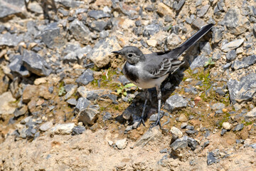 young White wagtail // junge Bachstelze (Motacilla alba) 