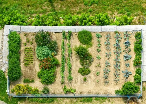 Aerial view of garden with homegrown vegetables. Concept of organic gardening at home.