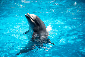 Obraz premium Dolphins swimming in blue water in aquarium