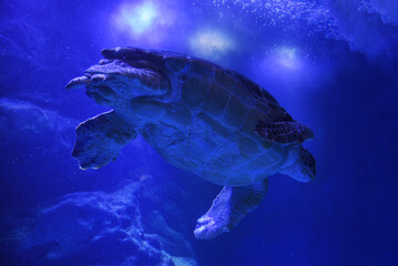 blue sense of sea turtle swimming in aquarium
