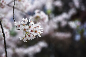 close up of .Sakura or Cherry blossom in the park in Japan..
