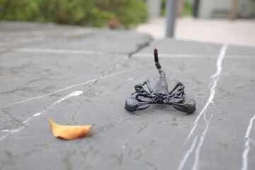 A detailed and captivating close-up view of scorpion