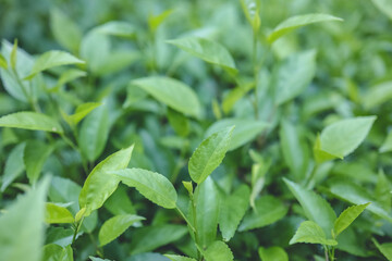 a Nature green leaves back ground texture