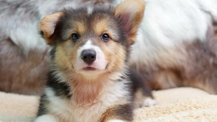 Adorable Corgi puppy looking at camera.