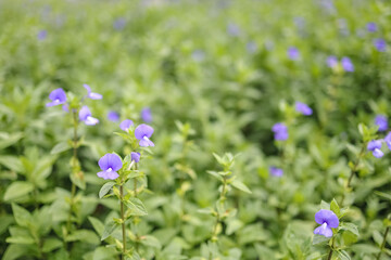 Close up and selective focus on violet or purple colors