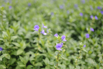 Close up and selective focus on violet or purple colors