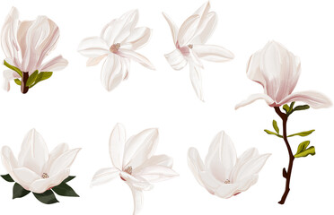 White  Magnolia Flower