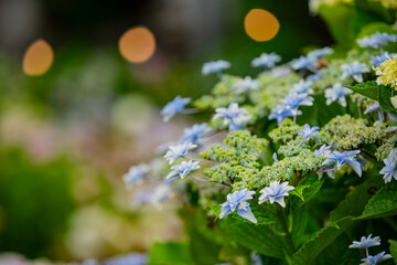 愛知県蒲郡市　アジサイの咲き誇る風景
