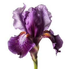 Iris, isolated on transparent background. 