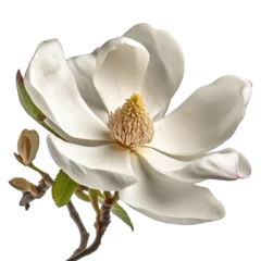 Fotobehang Magnolia, isolated on transparent background. © MrNobody