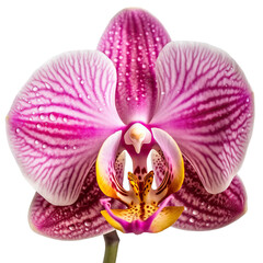 Orchid, isolated on transparent background.