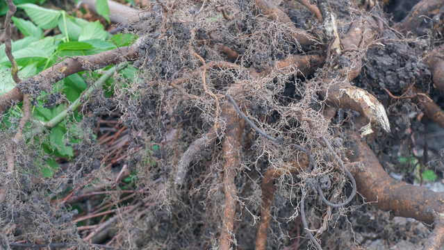  Tree roots close up.Tree roots. Uprooted tree.