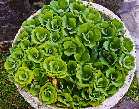 close up view of potted Water Lettuce (Pistia stratiotes) plant