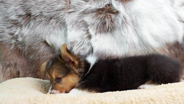 Side view Cute little Corgi Pembroke Puppy lying on dog pillow.
