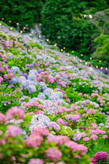 愛知県蒲郡市　アジサイの咲き誇る風景