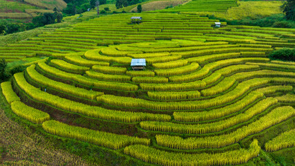 landscape for background of rice terraces field by harvesting season, at Ban Pa Bong Piang Chiang Mai Province, Northern of Thailand,  aerial vie