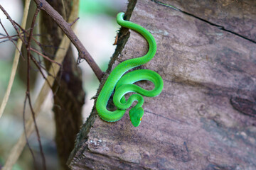 Obraz premium green snake coiling resting on tree branch, Large-eyed Pit Viper or Trimeresurus macrops