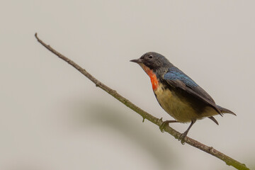 Fire-breasted flowerpecker