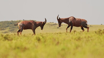 Slow Motion of Topi Fighting in Fight, African Wildlife Animals in Territorial Animal Behaviour, Amazing Behavior Protecting Territory in Maasai Mara National Reserve, Kenya, Africa