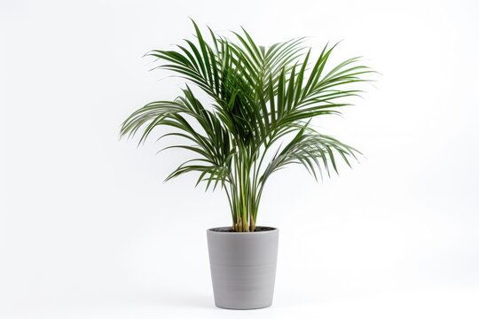 The Kentia Palm Tree is depicted in grey color, placed in pots, and showcased as a houseplant that is separated from its surroundings with a plain white background.