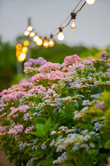 愛知県蒲郡市　アジサイの咲き誇る風景