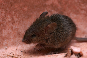 Closeup on a cute, furry, juvenile House mouse, Mus musculus