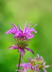Purple Bee Balm flower blooming in the garden. Closeup. Natural green background with copy space.