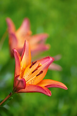 Orange Tiger Lily flower blooming in the summer garden. Closeup. Natural green background with copy space.