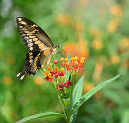 Giant swallowtail butterfly (Papilio cresphontes) feeding on Milkweed flowers in the summer garden. 