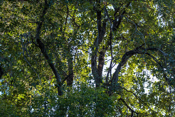Looking up at a green canopy in the forest image for background use