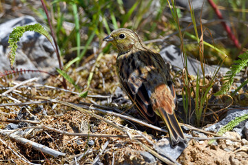 young Yellowhammer // junge Goldammer (Emberiza citrinella)