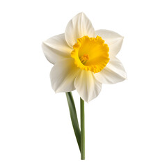 White daffodils isolated on white png transparent background