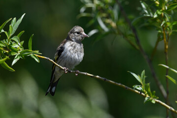 young European Goldfinch // junger Stieglitz (Carduelis carduelis)